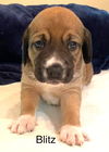 Serafina's Puppy - Blitz