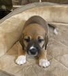 Serafina's Puppy - Blitz