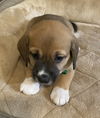 Serafina's Puppy - Blitz