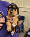 Charm's Puppy - Magic