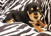 Charm's Puppy - Magic