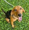 Charm's Puppy - Magic