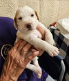 Charm's Puppy - Dazzle