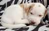 Charm's Puppy - Dazzle