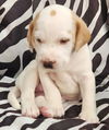 Charm's Puppy - Dazzle
