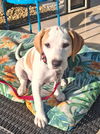 Charm's Puppy - Dazzle
