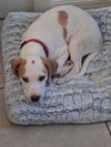 Charm's Puppy - Dazzle