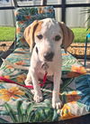 adoptable Dog in  named Charm