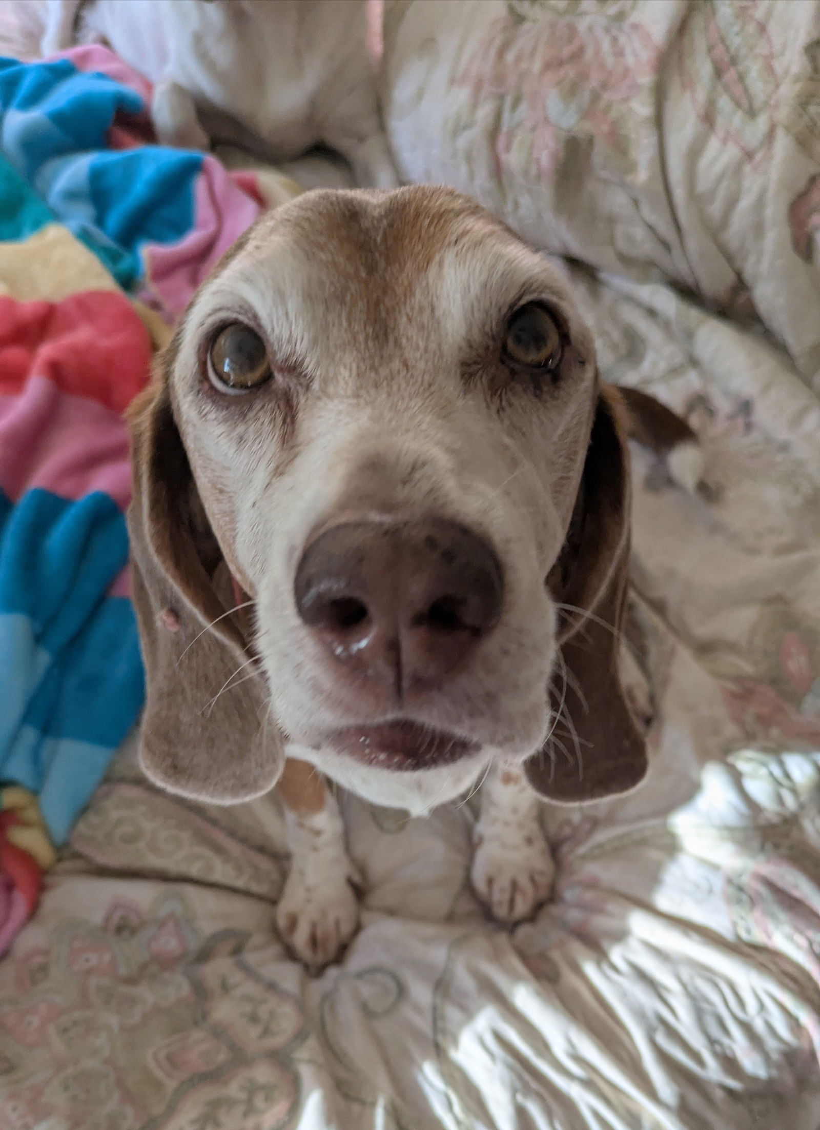 adoptable Dog in Dunnellon, FL named Coffee