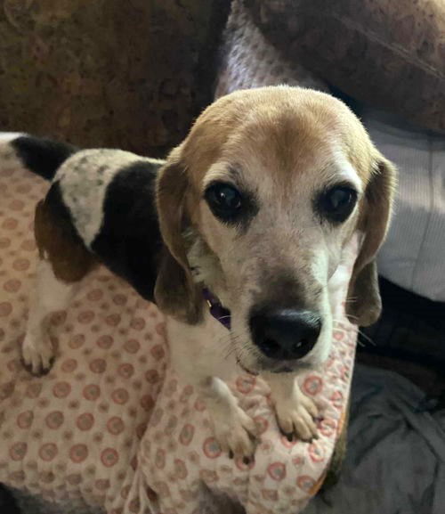 adoptable Dog in Dunnellon, FL named Gustavo