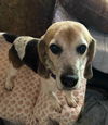 adoptable Dog in  named Gustavo