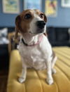 Molly IX