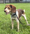Murphy IV