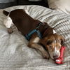 Murphy IV