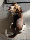 Murphy IV