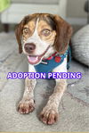adoptable Dog in  named Murphy IV