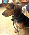 Bogey II