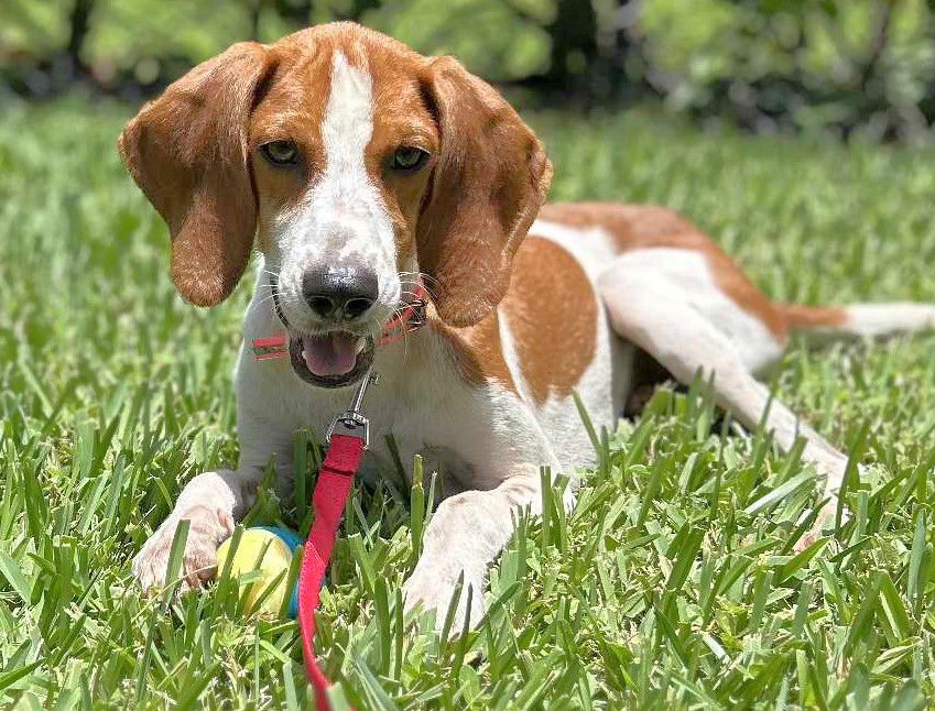 adoptable Dog in Dunnellon, FL named Lancelot
