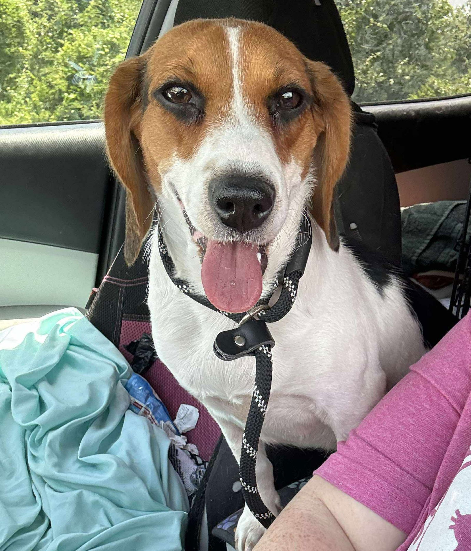adoptable Dog in Dunnellon, FL named Guinevere