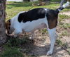 Guinevere