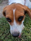 Guinevere