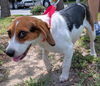 Guinevere