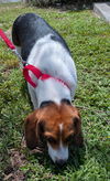 Guinevere