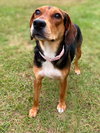 Darla II