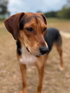 Darla II