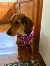 Darla II