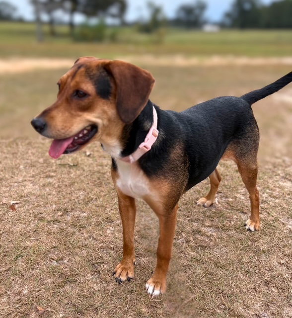 Darla II