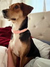 Darla II