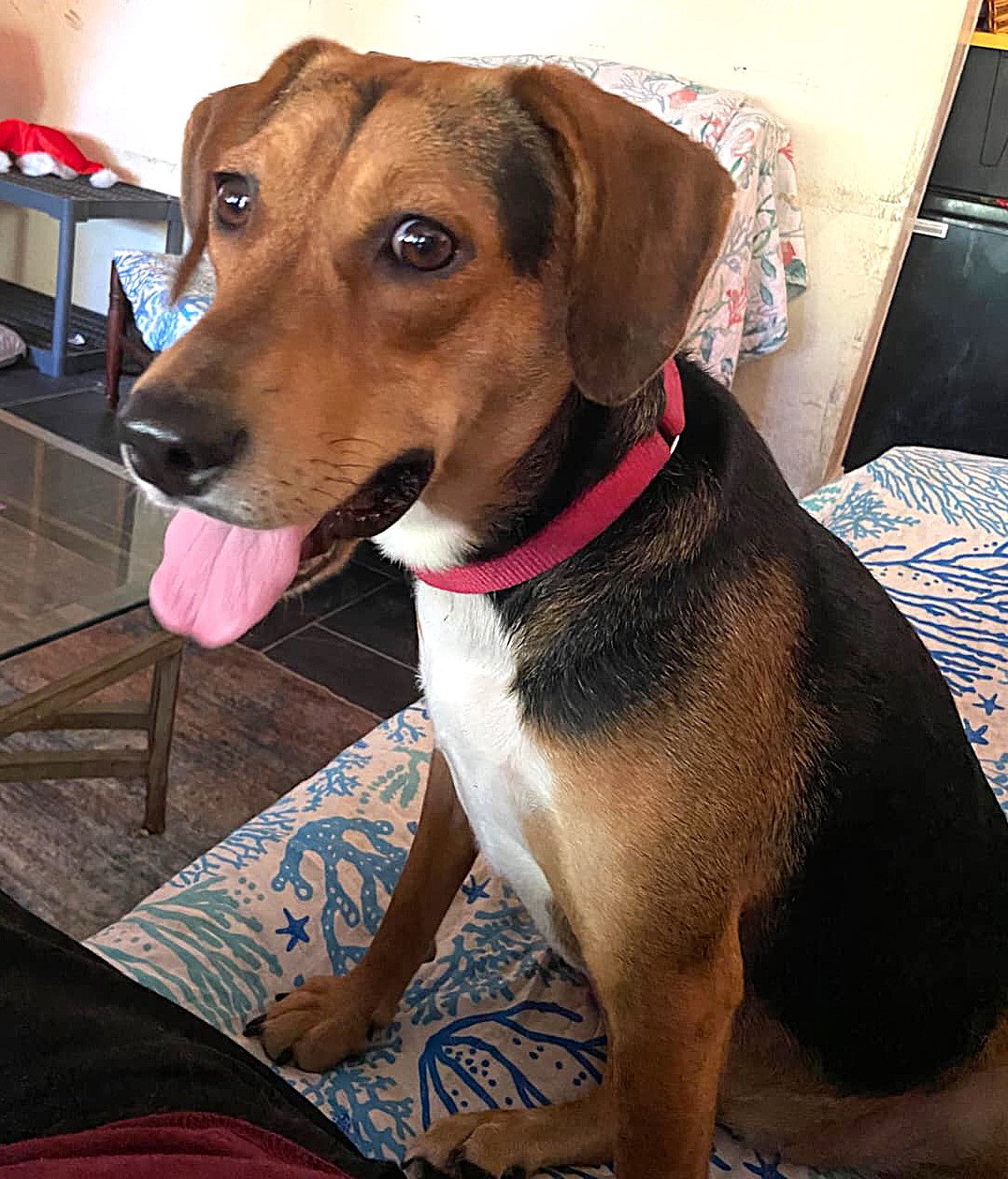 Darla II
