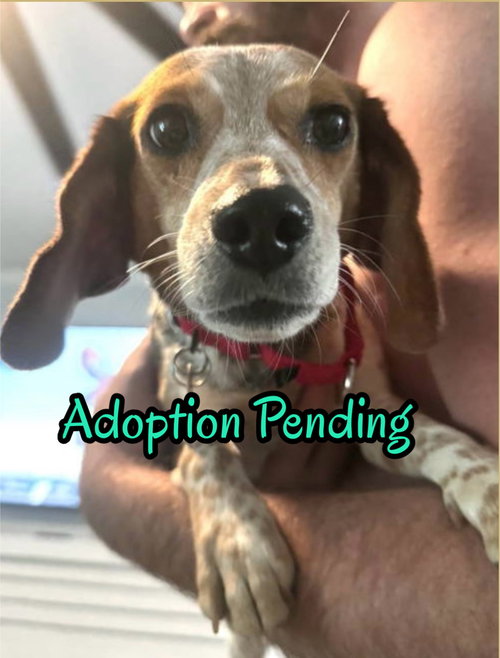 Savannah II, an adoptable Beagle in Dunnellon, FL