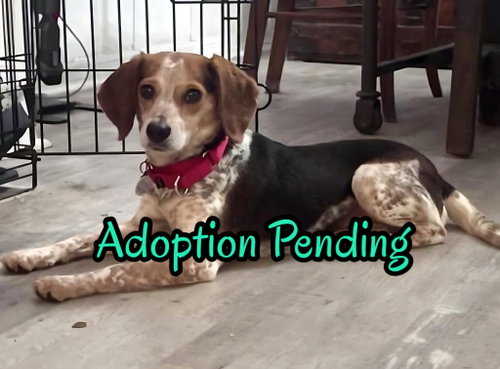 Savannah II, an adoptable Beagle in Dunnellon, FL