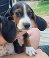 Dozer