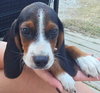 Dozer