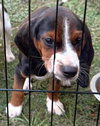 Dozer