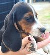 Dozer