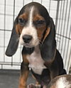 Dozer