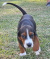 Dozer
