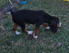 Dozer