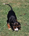Dozer