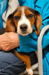 Dozer