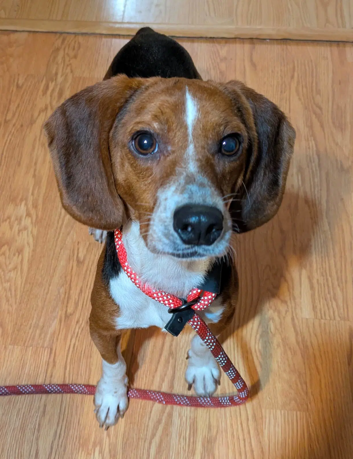 Tigger Ii - Beagle