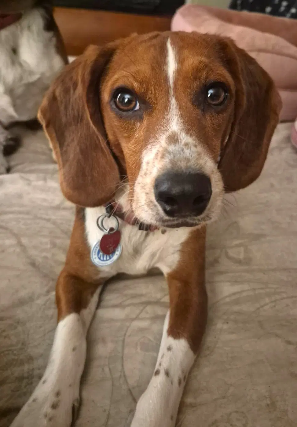 Tigger Ii - Beagle