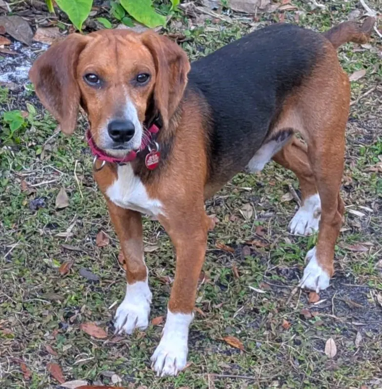 Pooh - Beagle