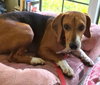 Pooh - Photo 11
