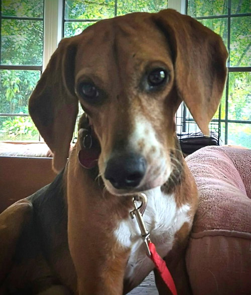 Pooh, an adoptable Beagle in Dunnellon, FL