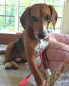 Pooh - Photo 13